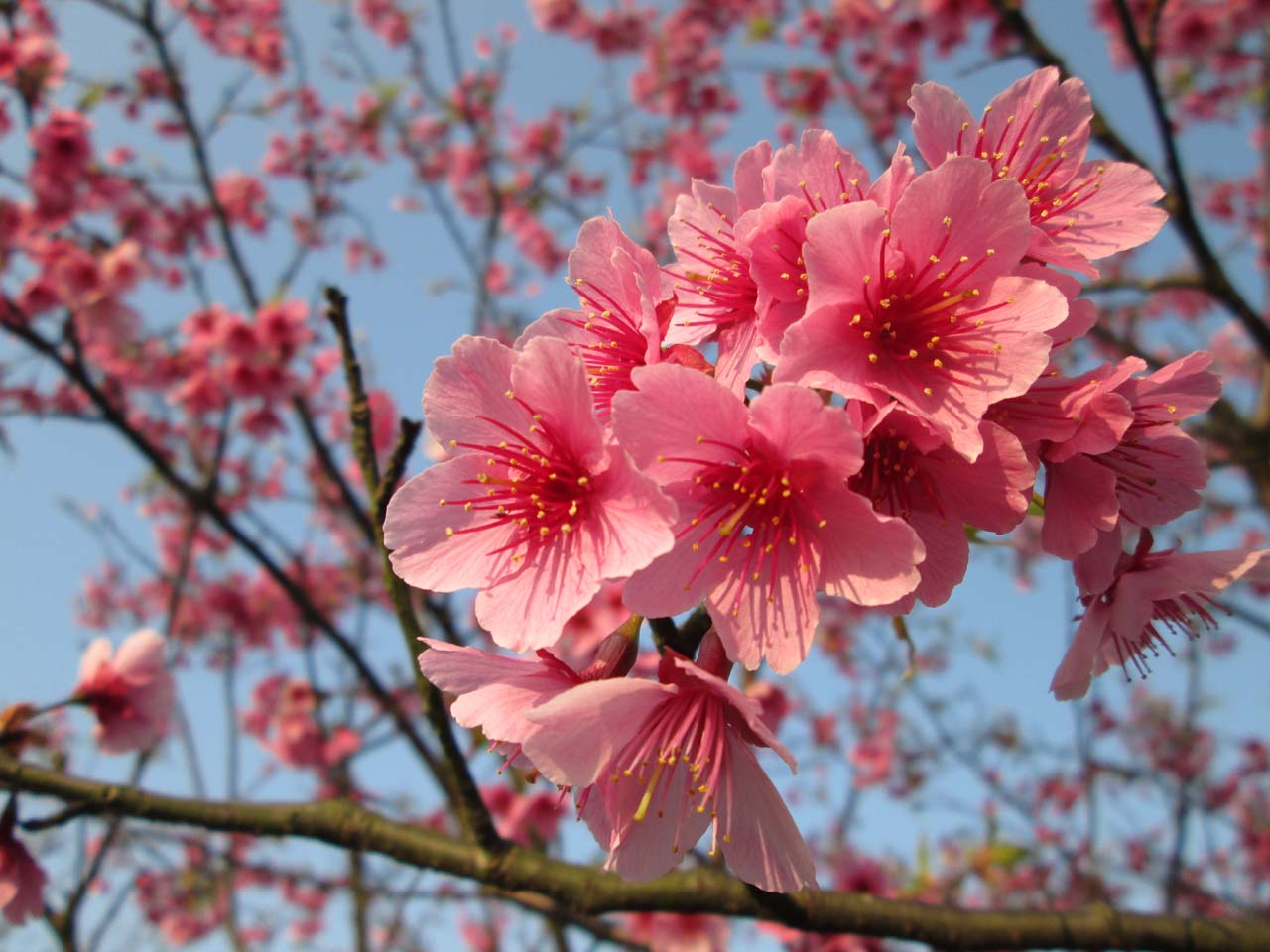 樱花