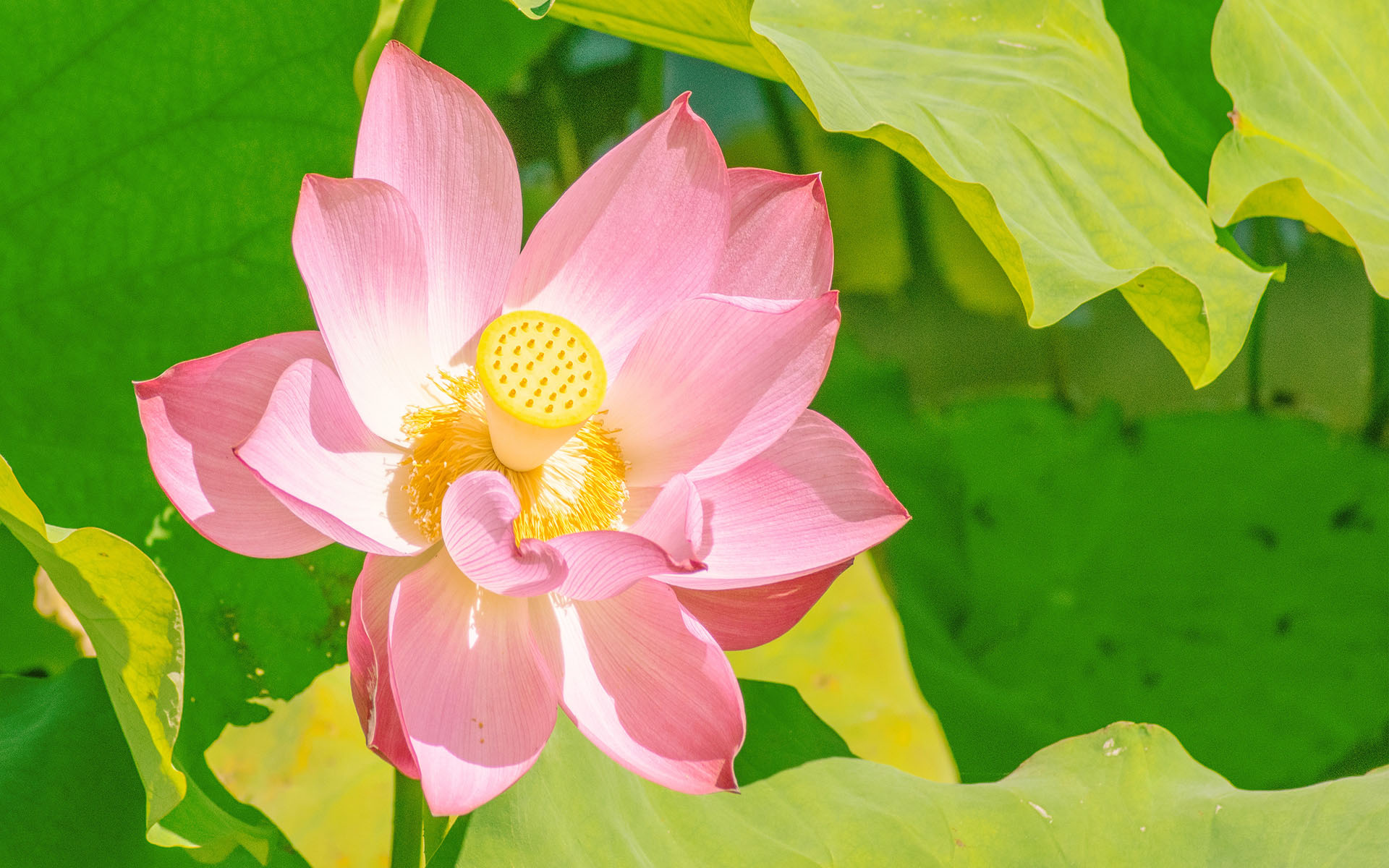 荷花