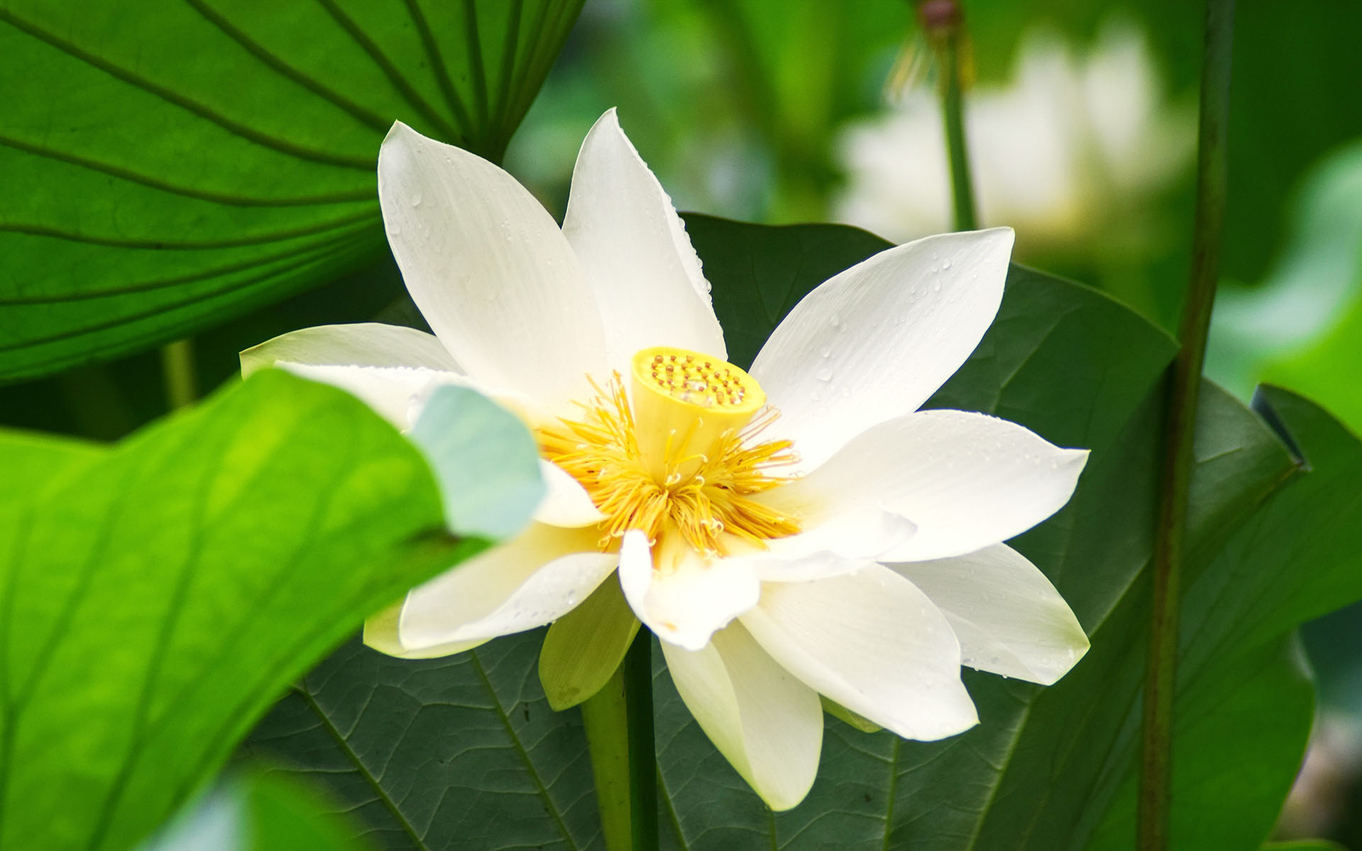 荷花