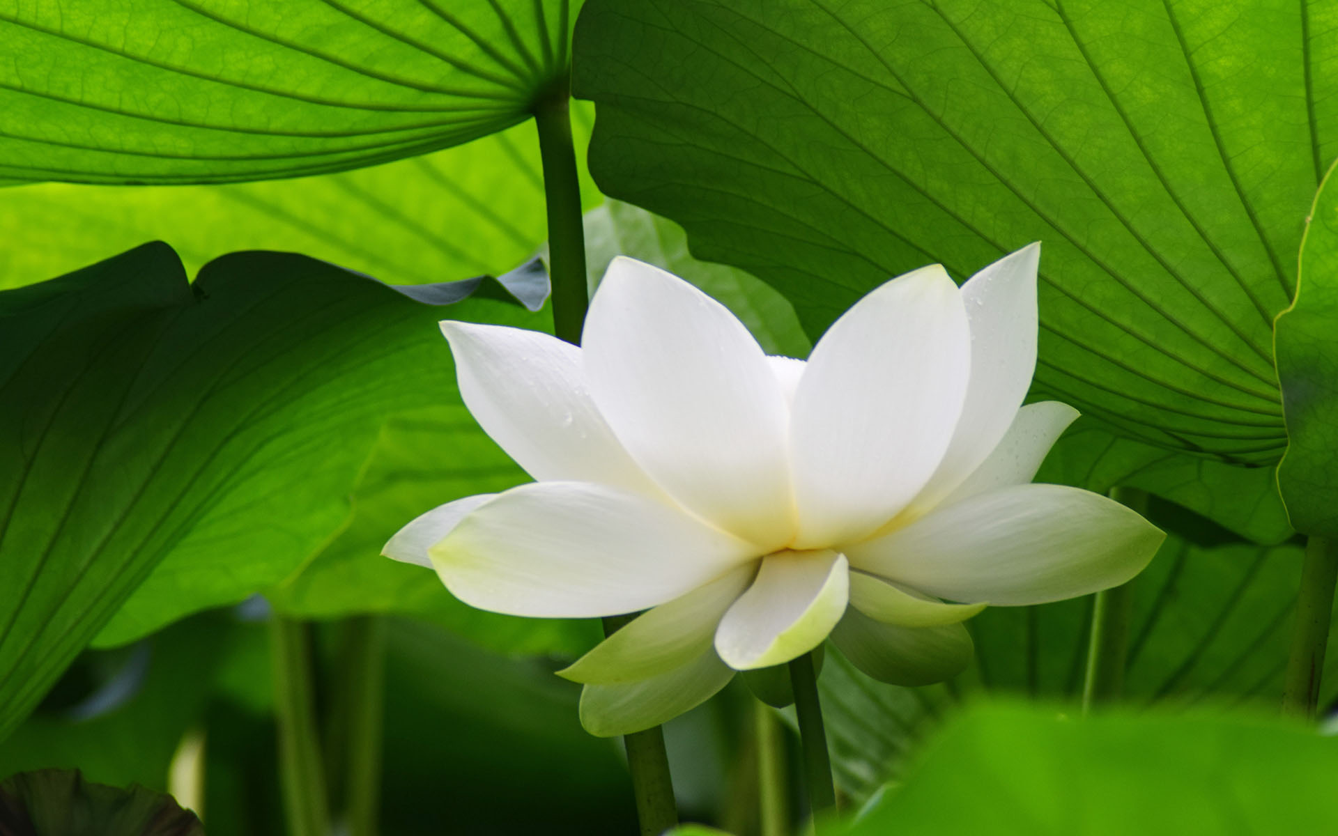荷花