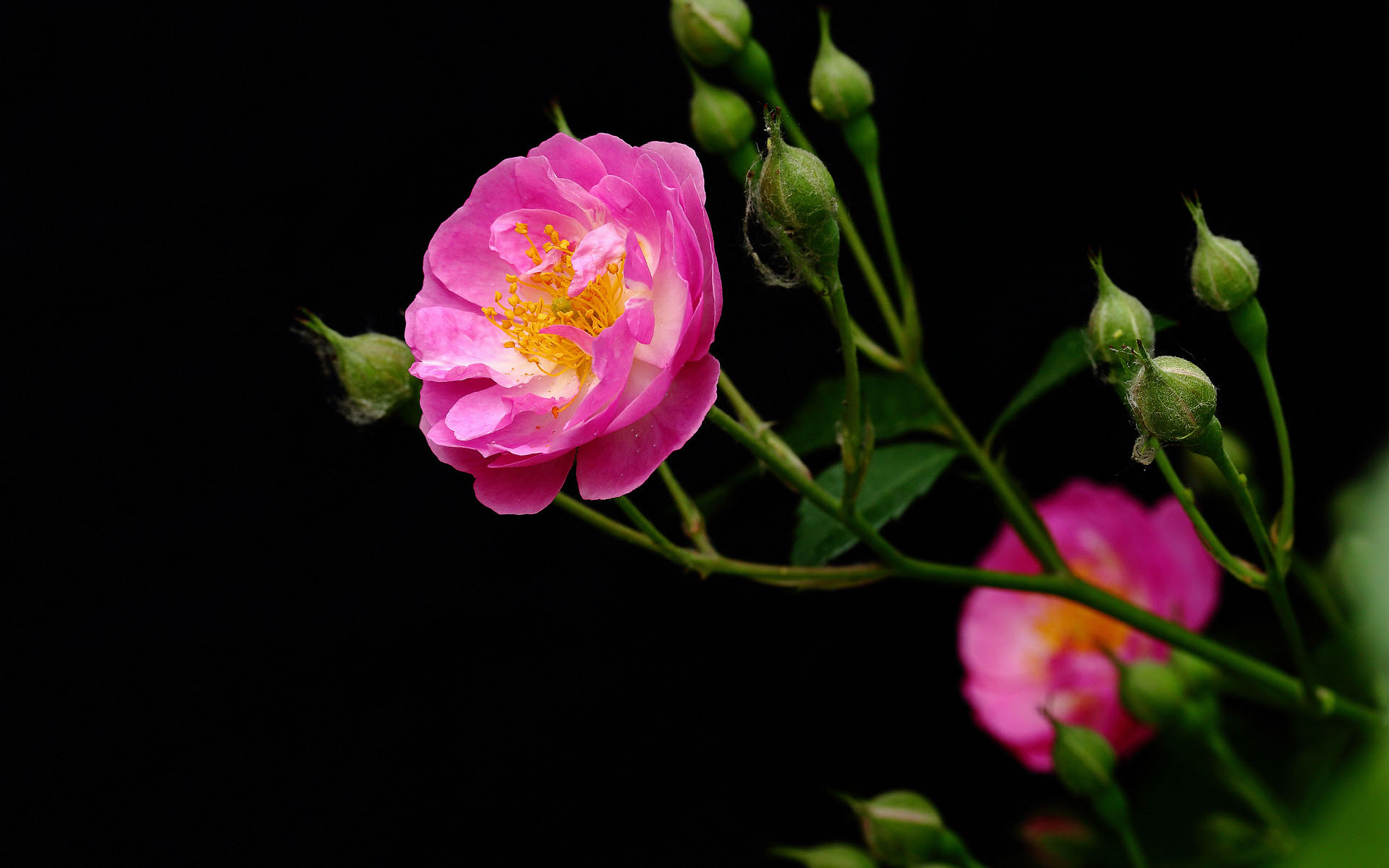 粉色蔷薇花
