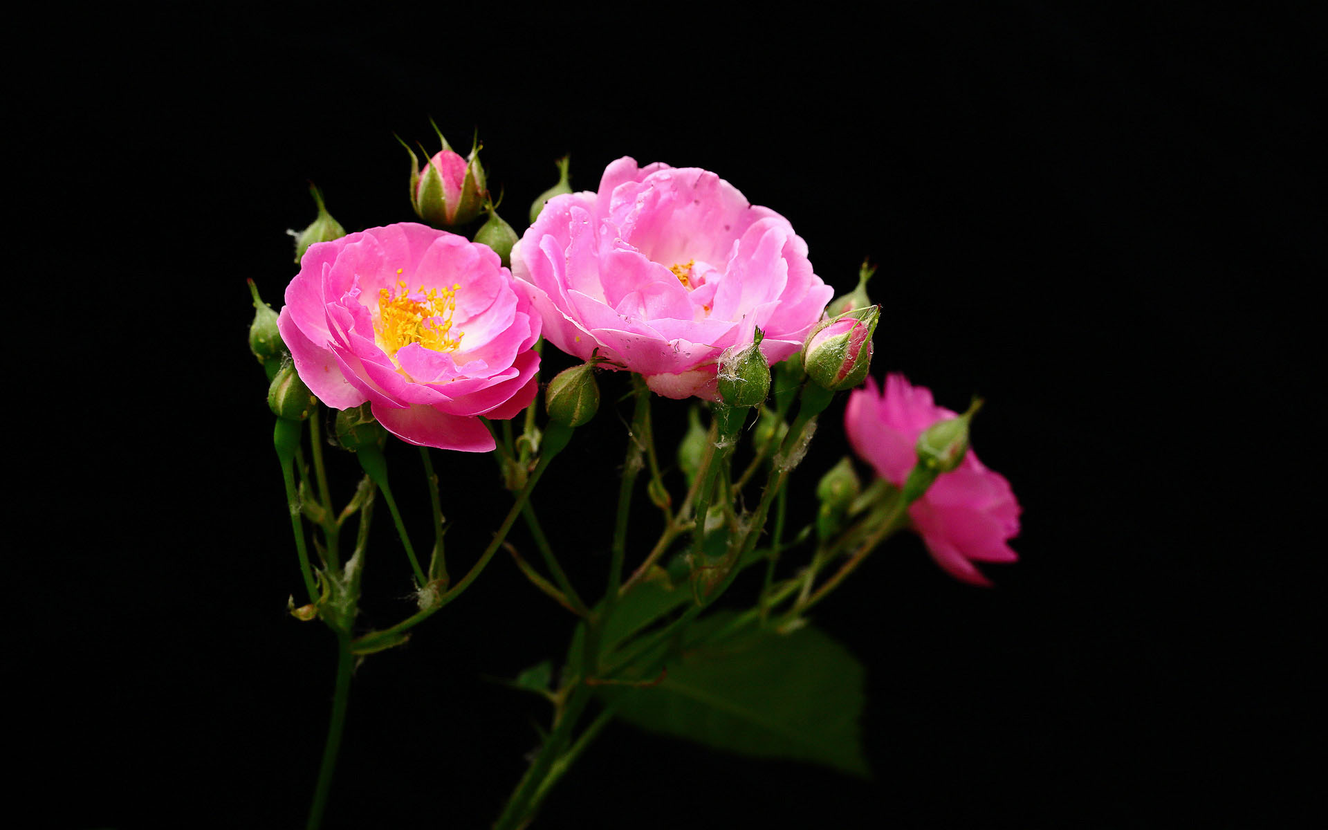 粉色蔷薇花