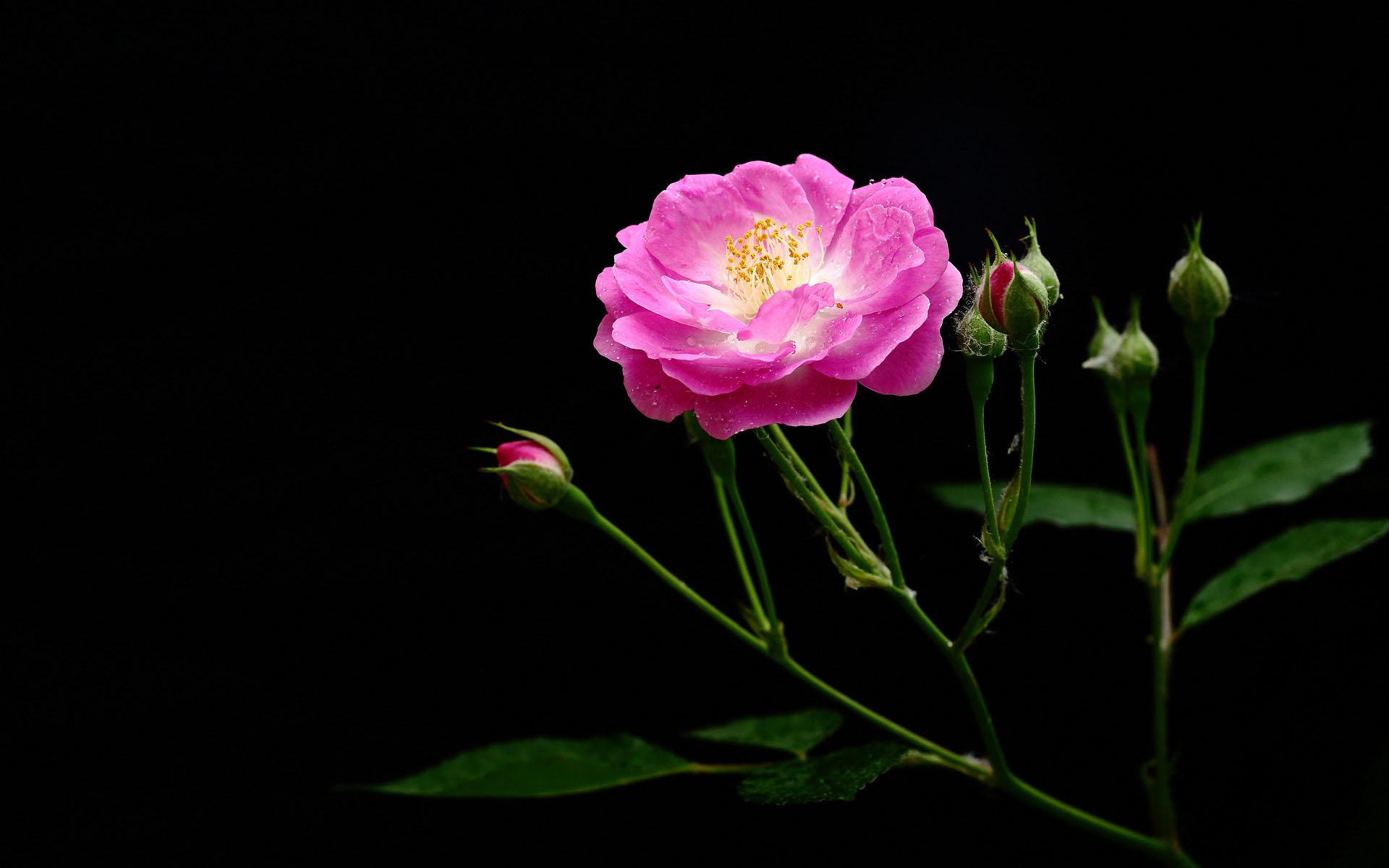 粉色蔷薇花