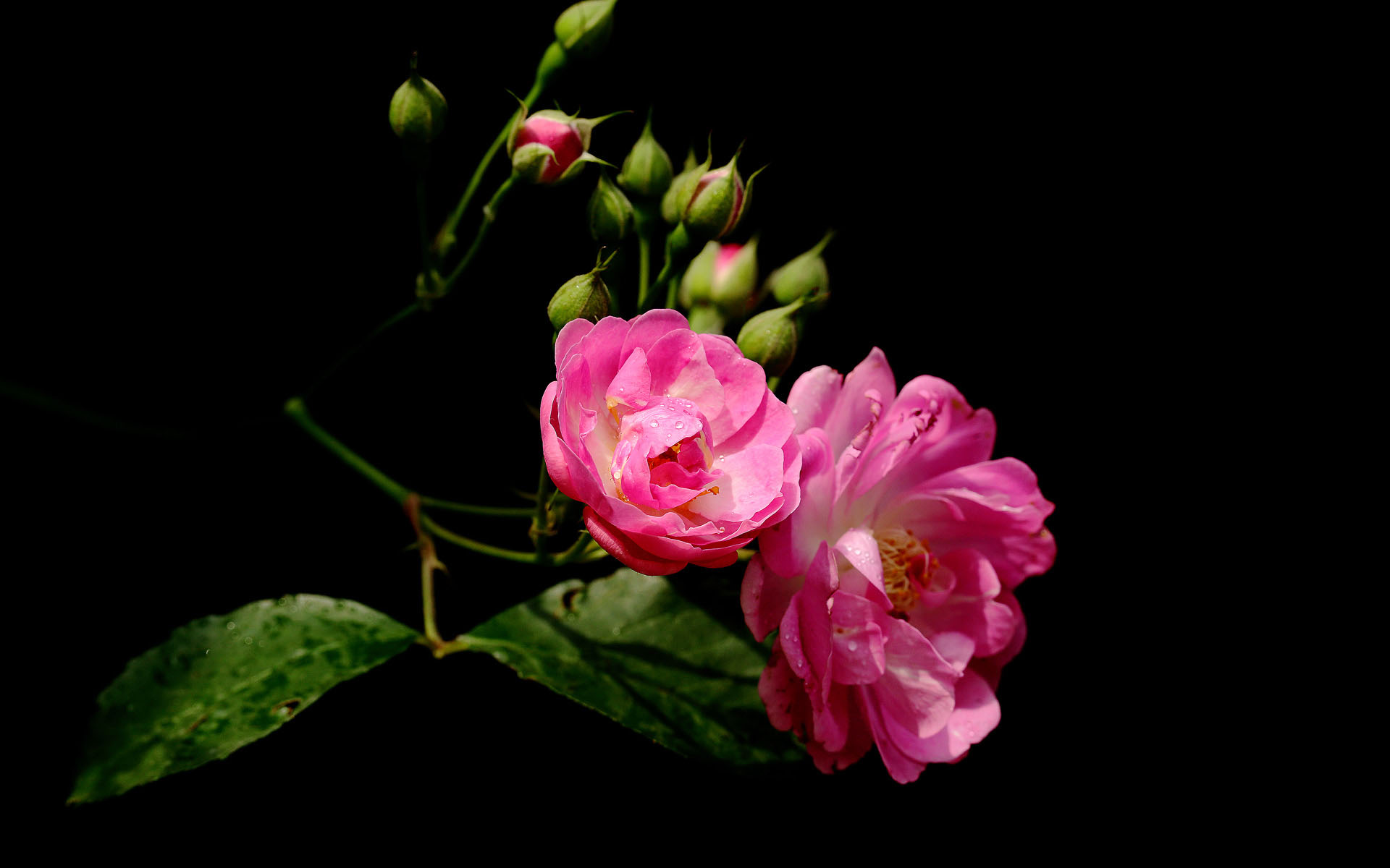 粉色蔷薇花