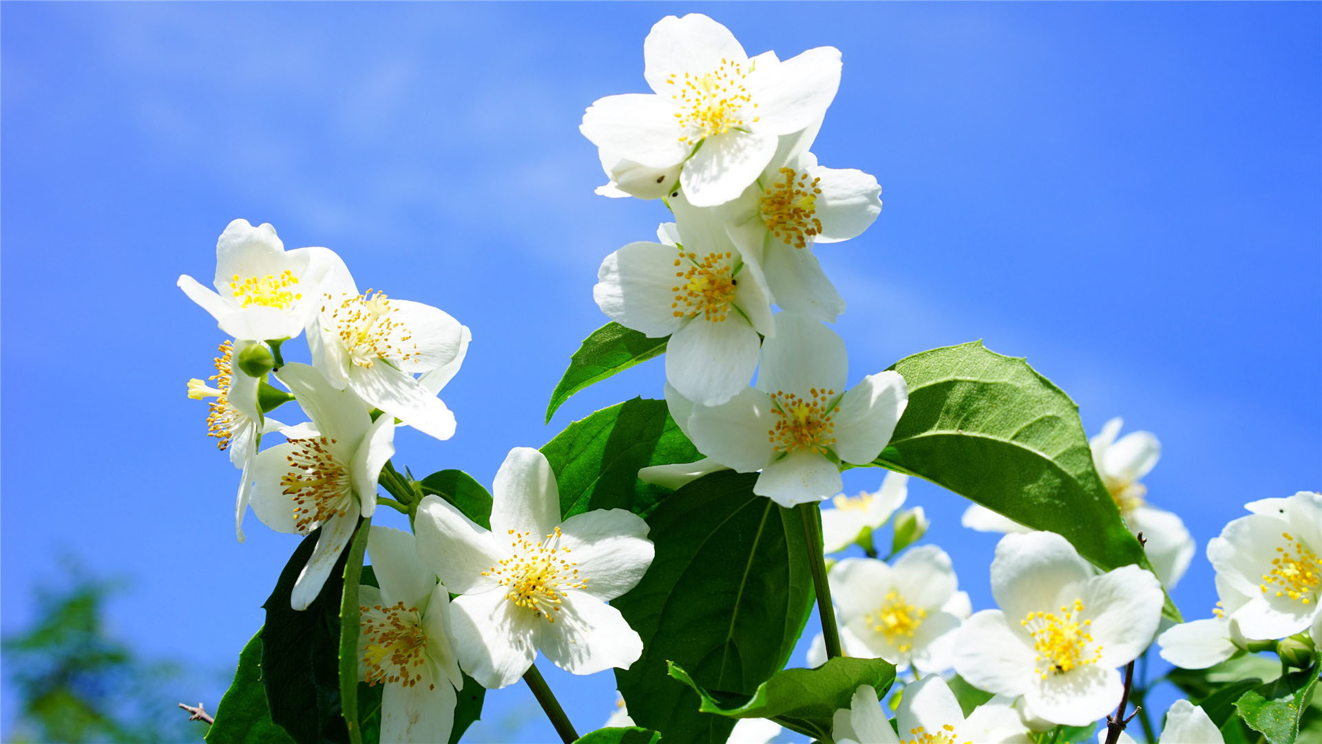 茉莉花