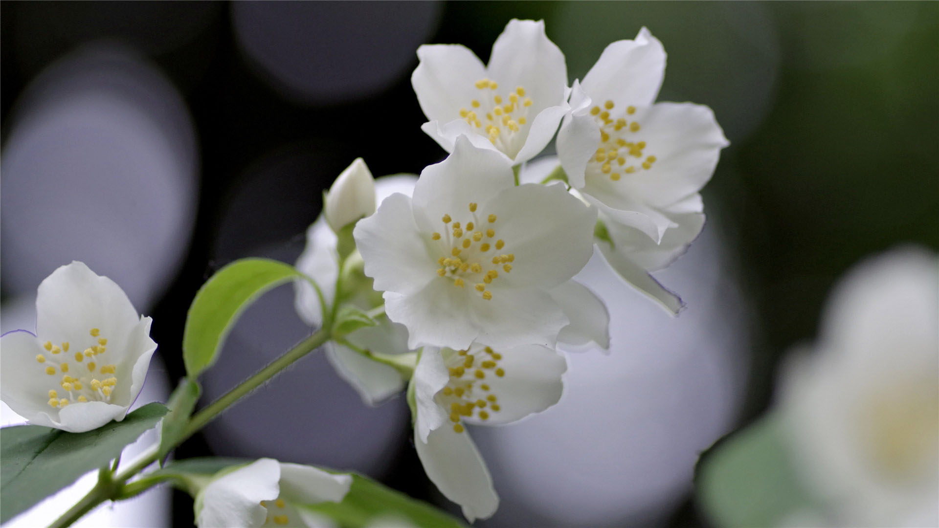 高清茉莉花图片桌面壁纸_茉莉花摄影图片高清壁纸_三千图片网