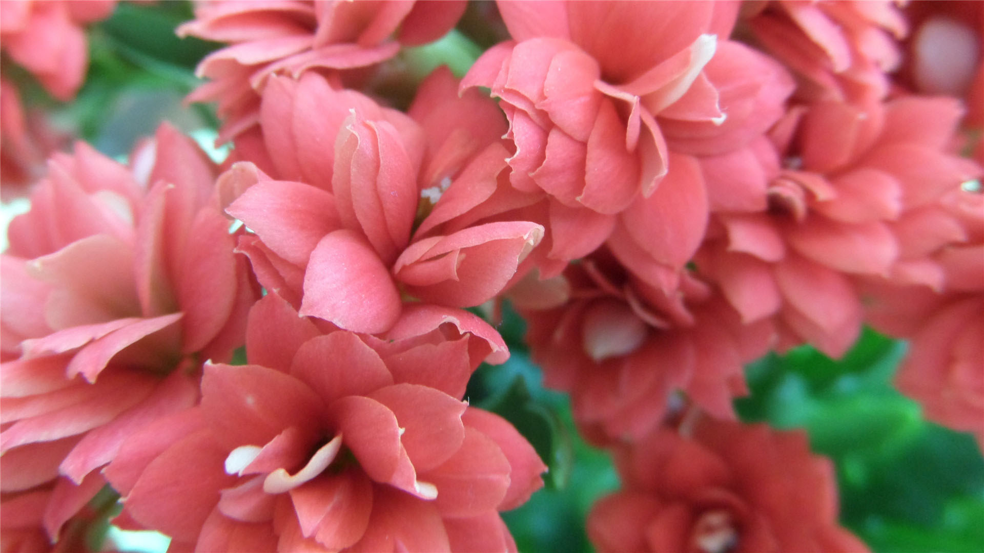 长寿花