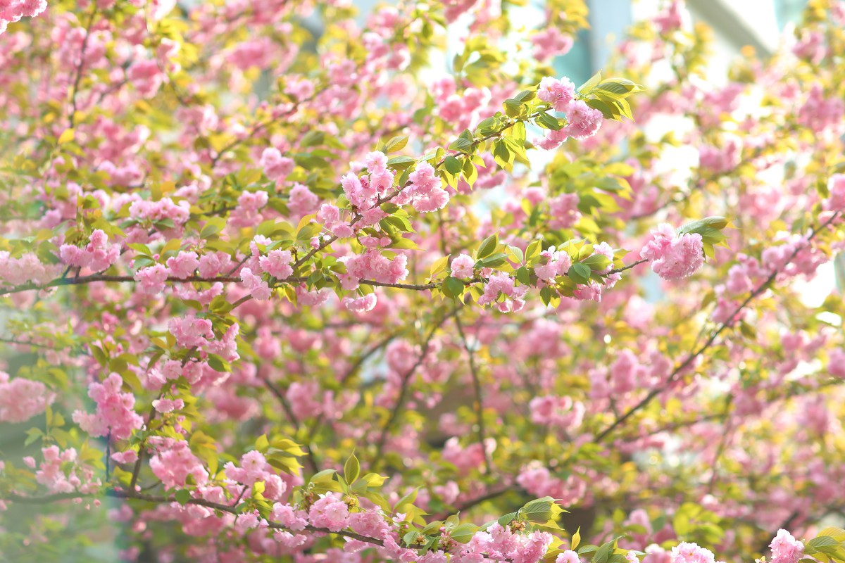 樱花