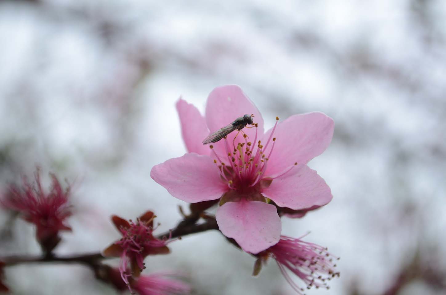 桃花