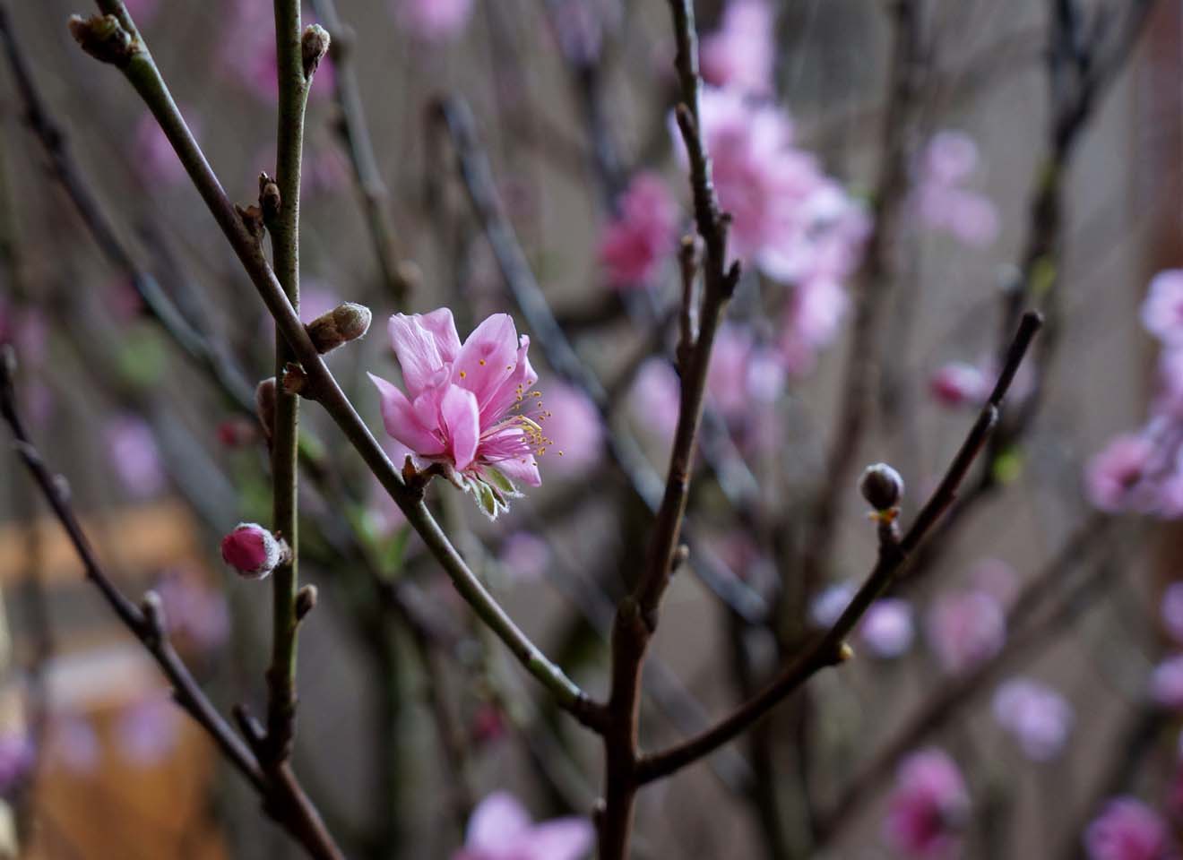 桃花