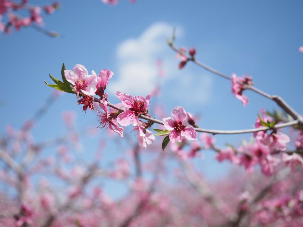 桃花