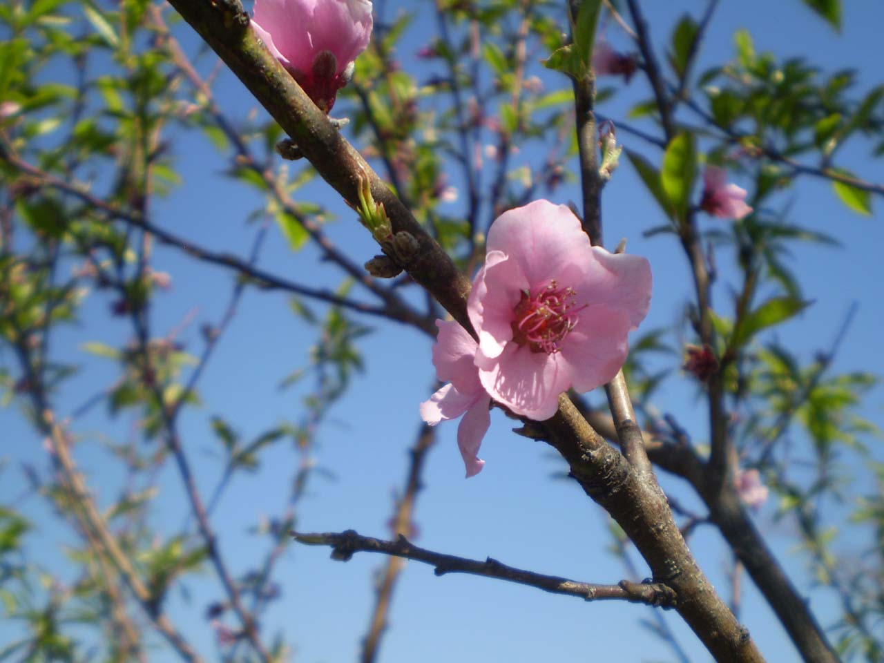 桃花