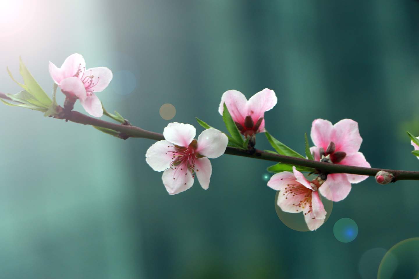 桃花