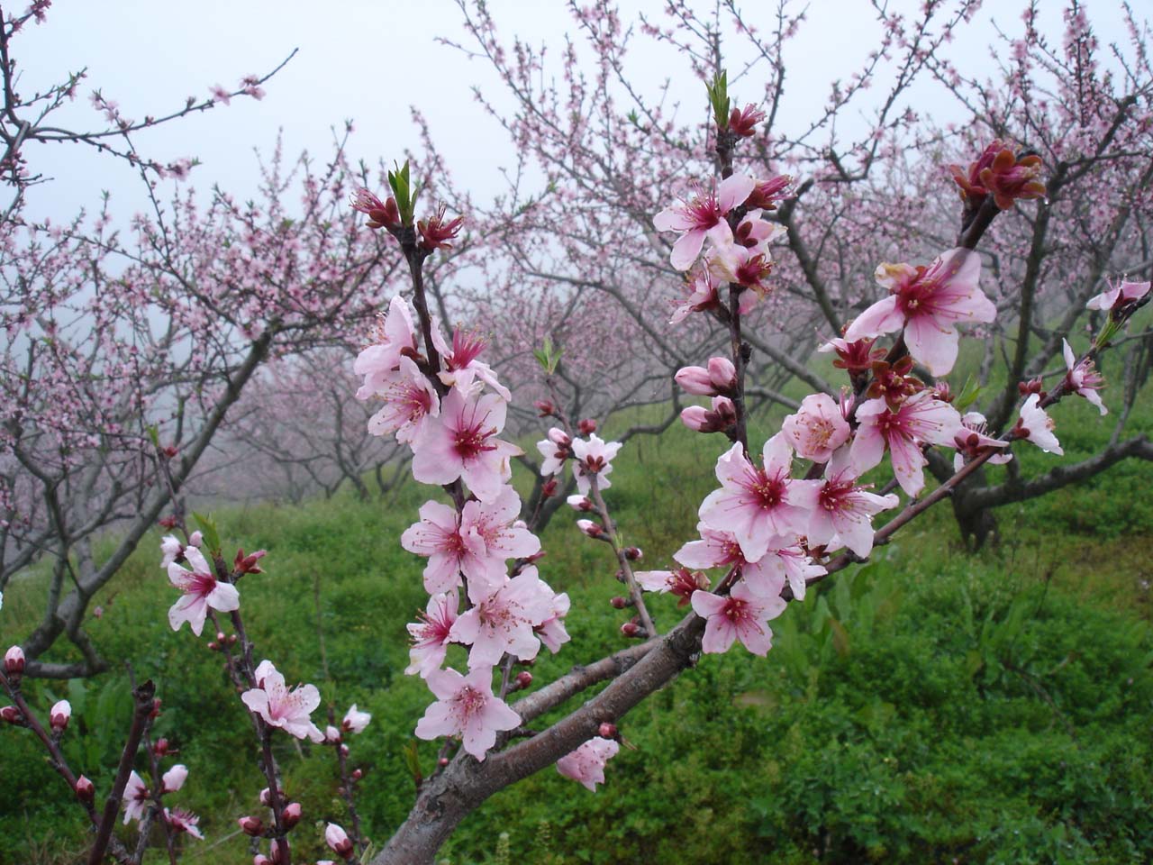 桃花