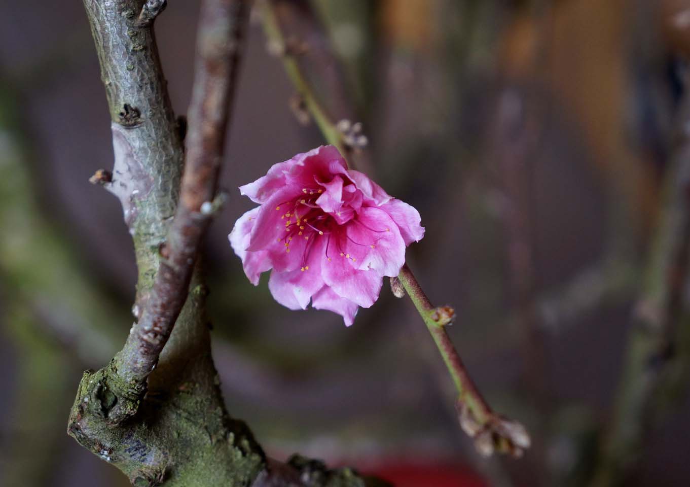 桃花