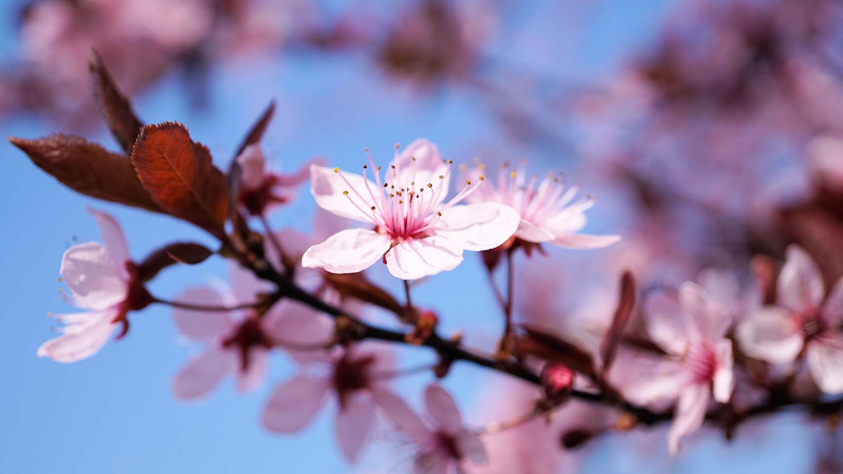 桃花