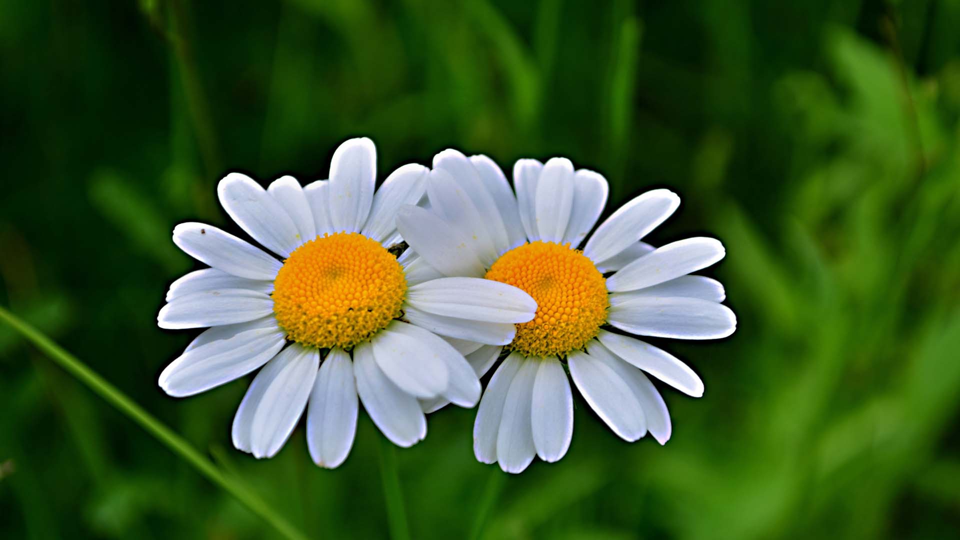 东洋菊玛格丽特花