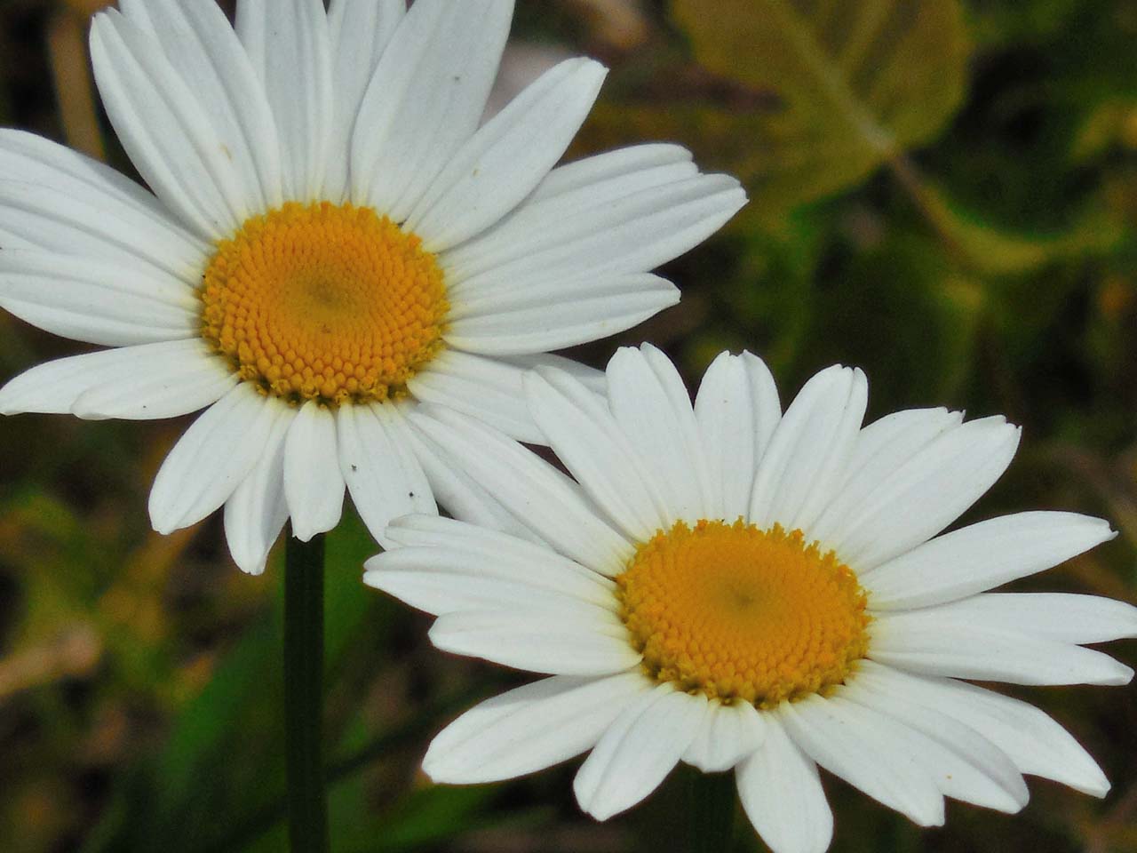 雏菊