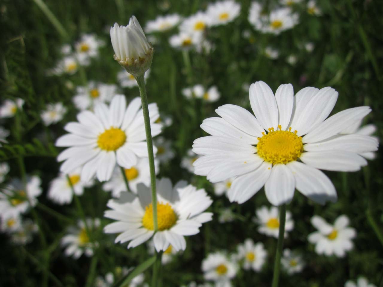 雏菊