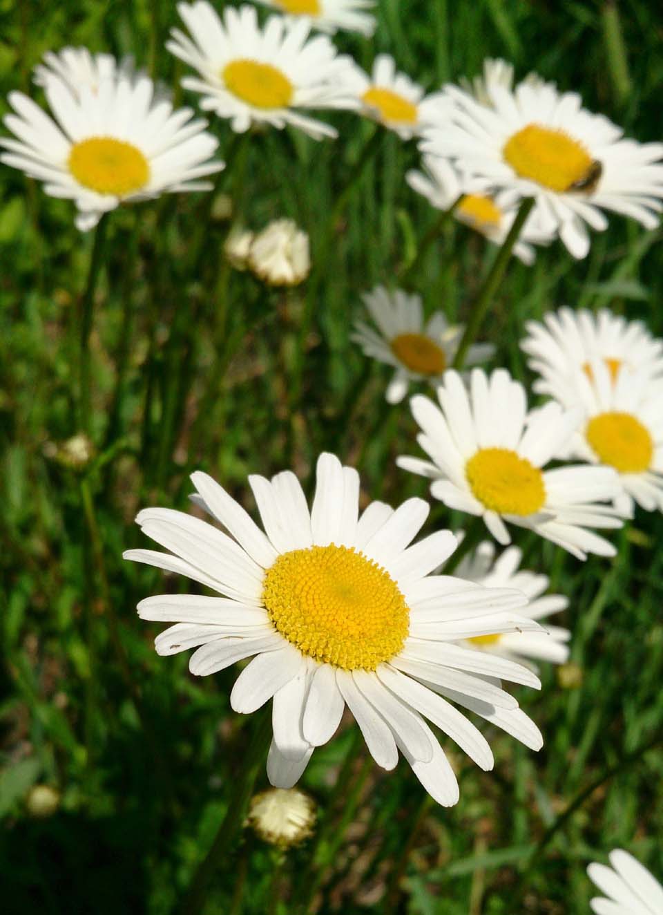 雏菊