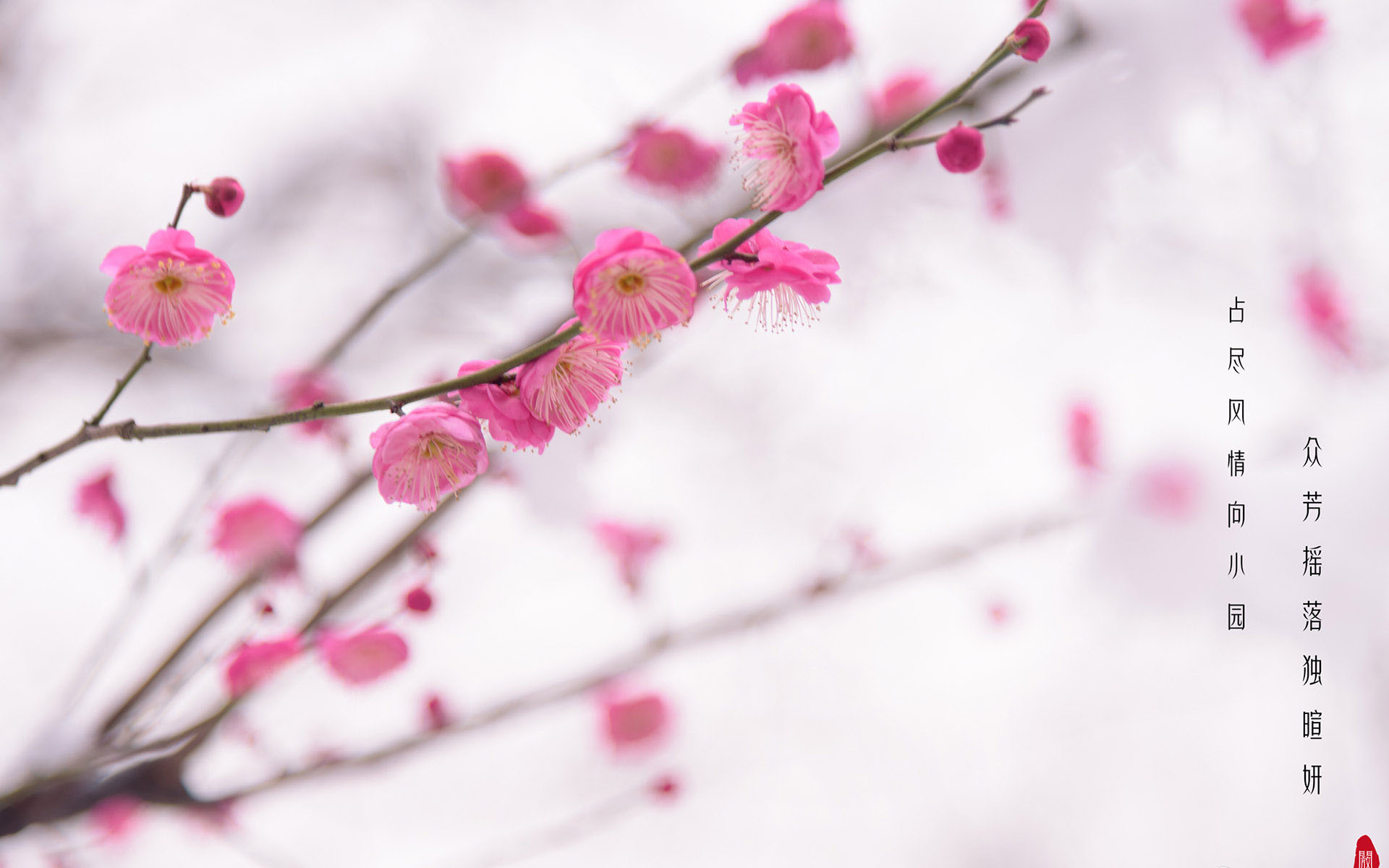 冬日雪间梅花