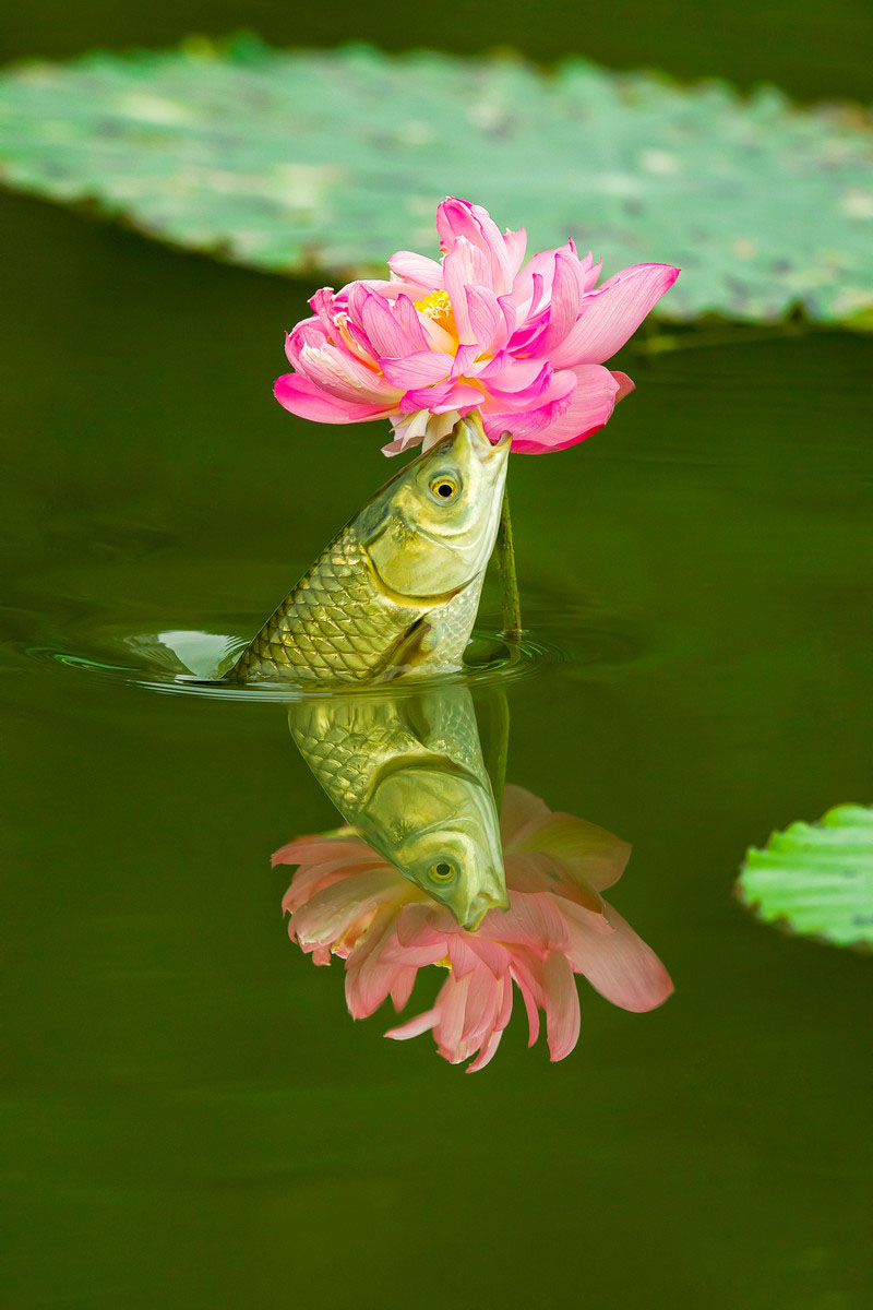 草鱼戏荷