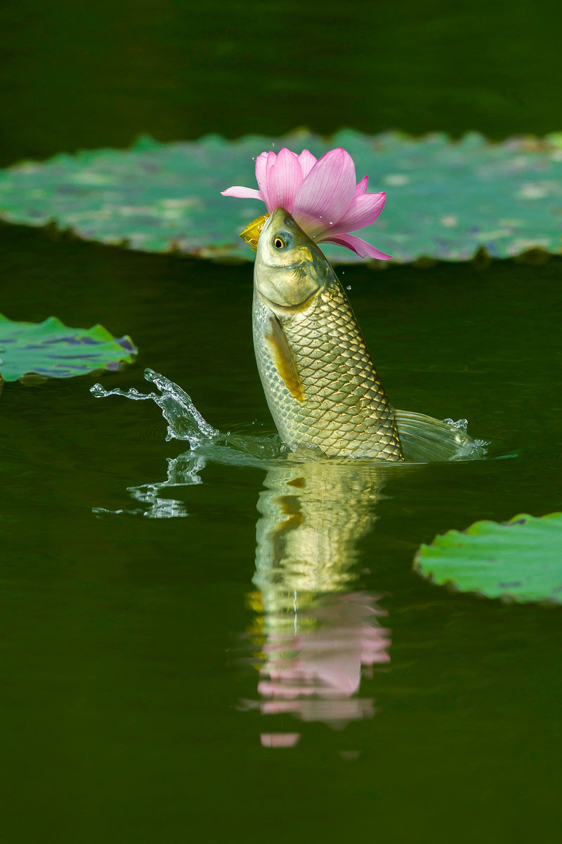 草鱼戏荷