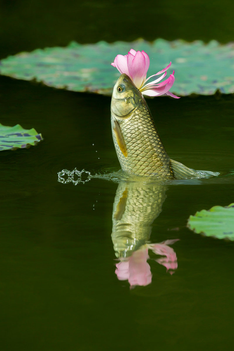 草鱼戏荷