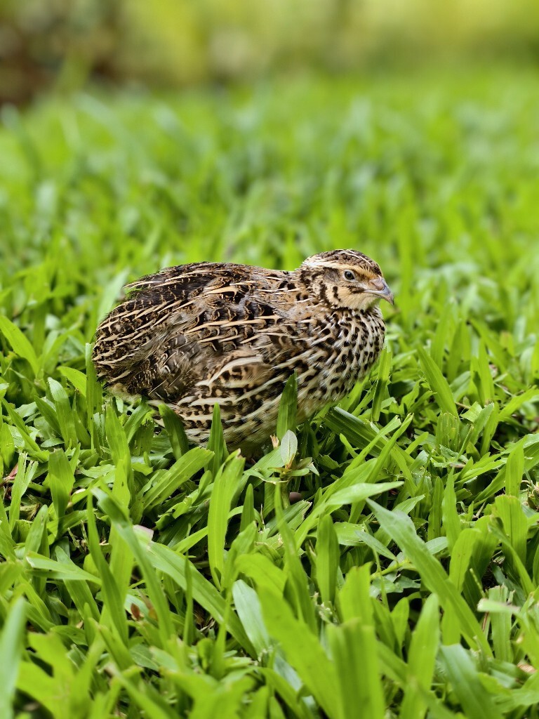 鹌鹑