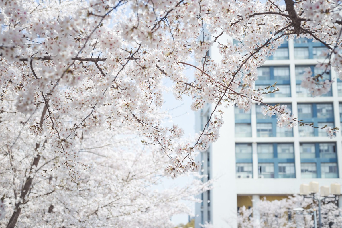 白雪姬x桜