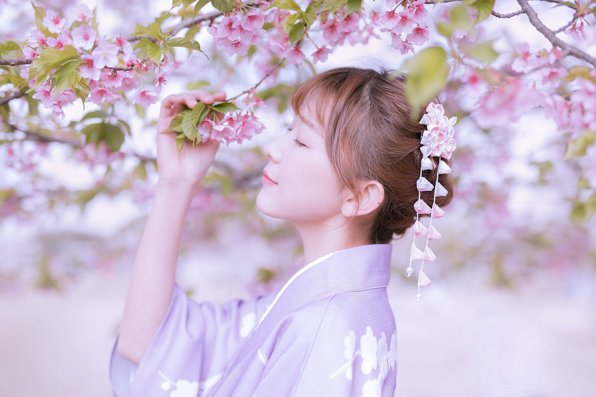 樱花季