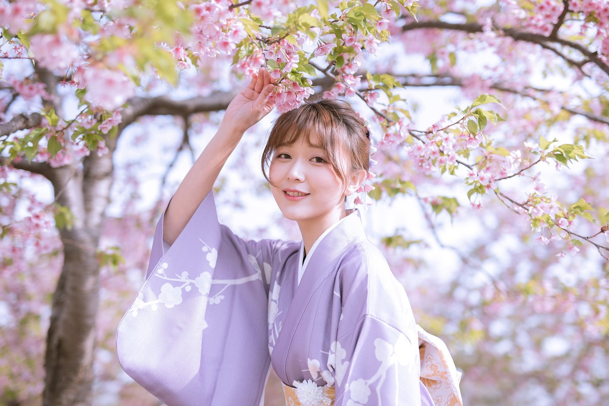 樱花季